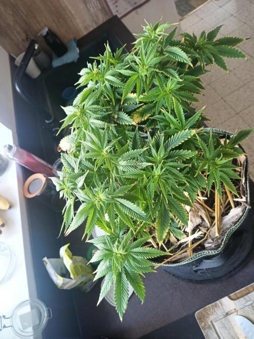 Advanced Seed (gelato#33, Zkittlez, FFC). Week 9