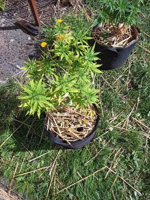 Advanced Seed (gelato#33, Zkittlez, FFC). Week 9