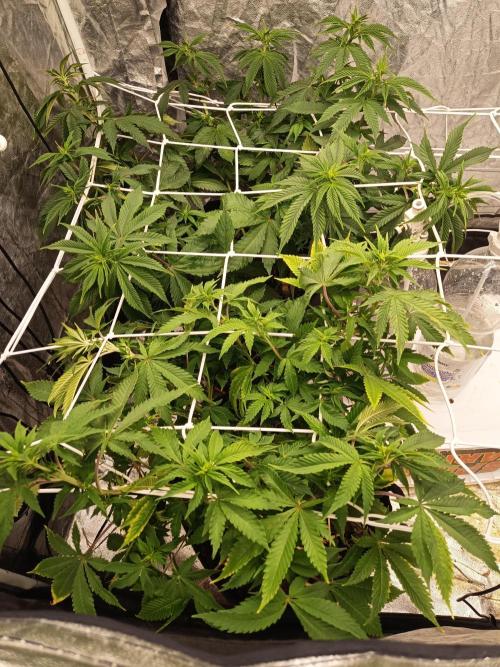 Advanced Seed (gelato#33, Zkittlez, FFC). Week 10