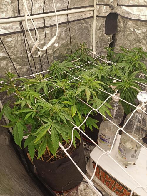 Advanced Seed (gelato#33, Zkittlez, FFC). Week 10