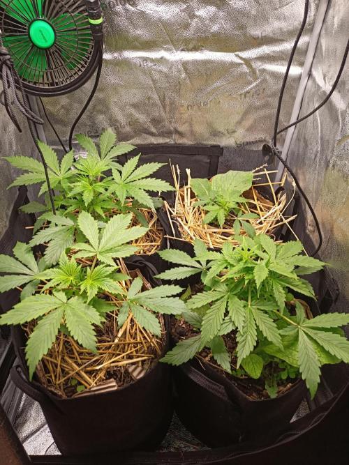 Gorilla Z. Week 2