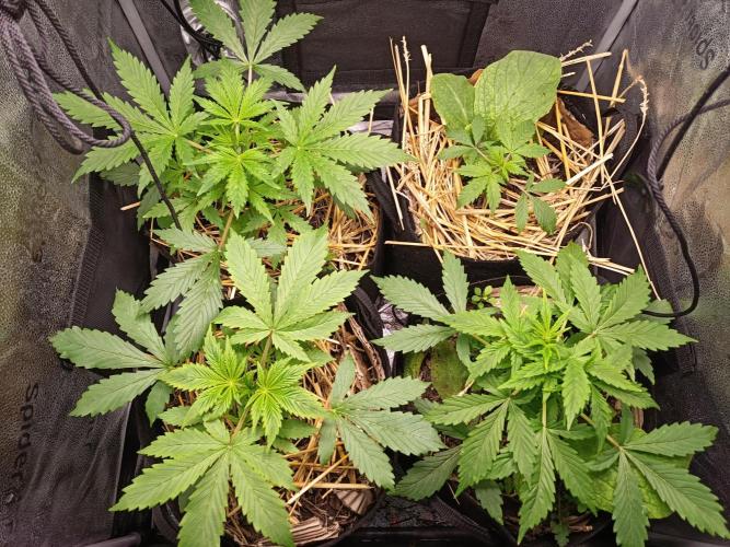 Gorilla Z. Week 2