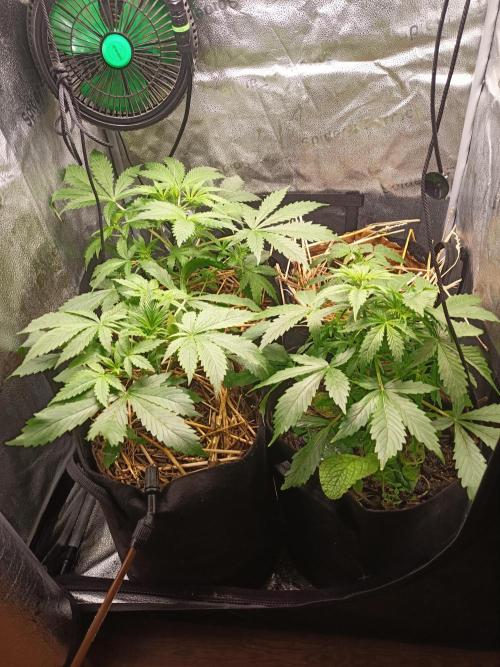 Gorilla Z. Week 2