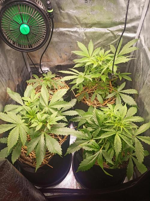 Gorilla Z. Week 3