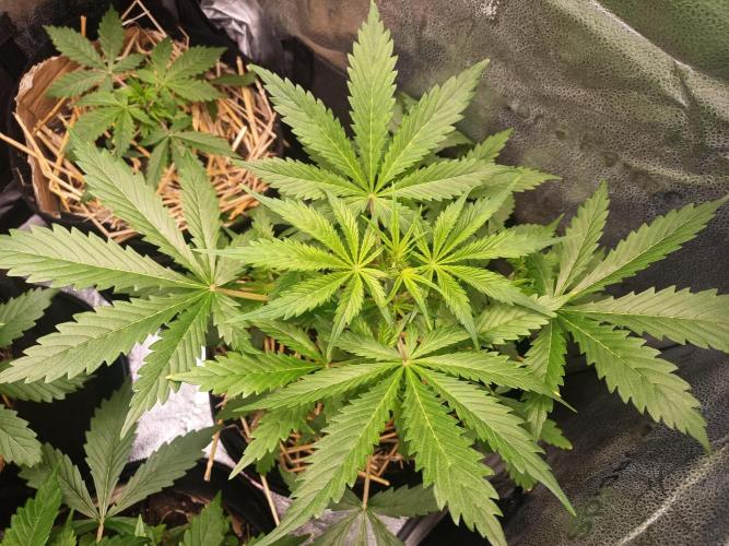 Gorilla Z. Week 3