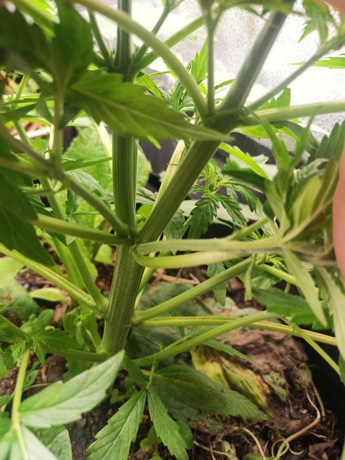 Gorilla Z. Week 3