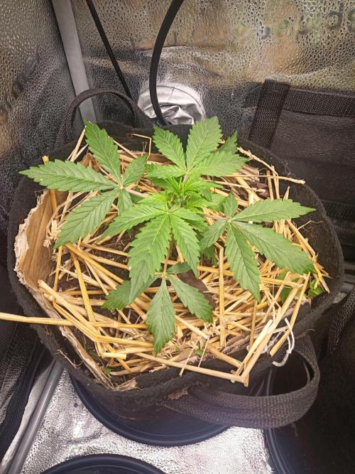 Gorilla Z. Week 3