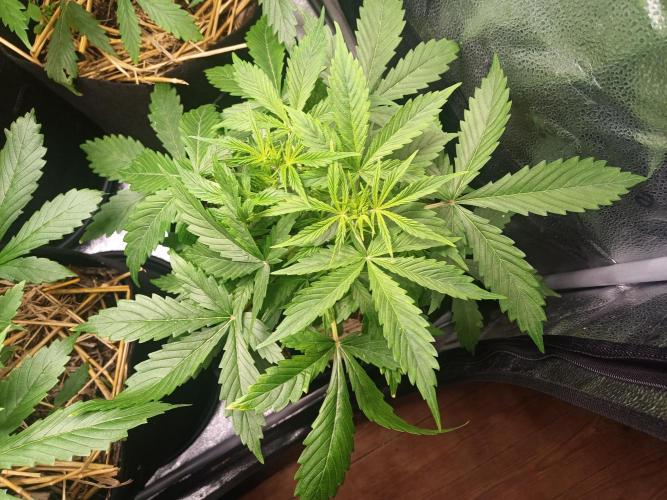 Gorilla Z. Week 3