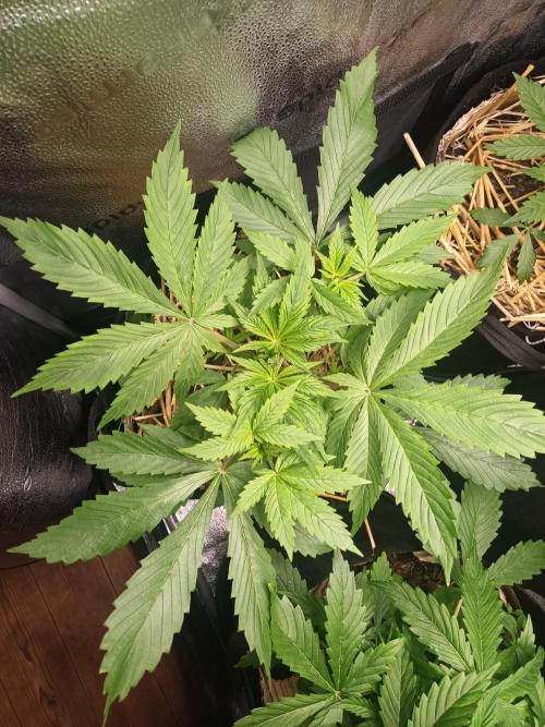 Gorilla Z. Week 3