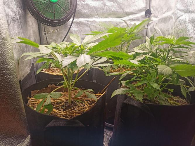 Gorilla Z. Week 3