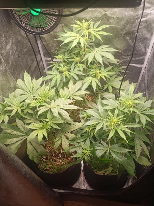 Gorilla Z. Week 4