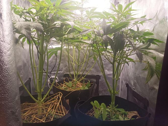 Gorilla Z. Week 4
