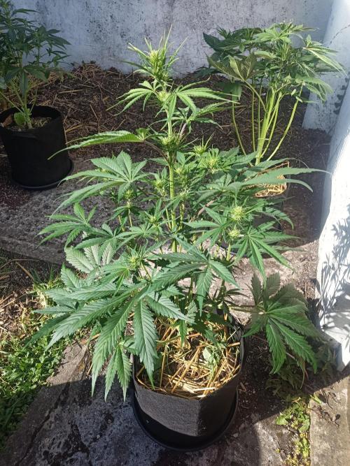 Gorilla Z. Week 4