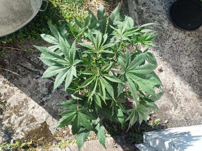 Gorilla Z. Week 4