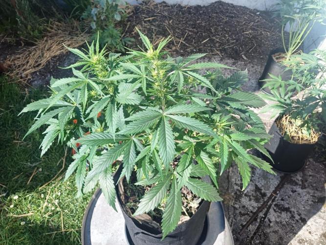 Gorilla Z. Week 4