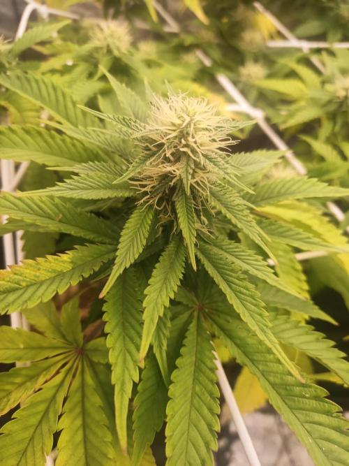 Advanced Seed (gelato#33, Zkittlez, FFC). Week 12