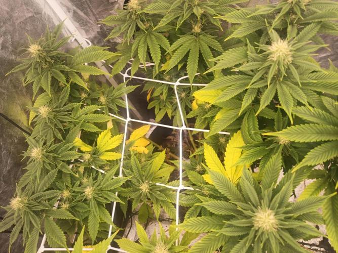Advanced Seed (gelato#33, Zkittlez, FFC). Week 12