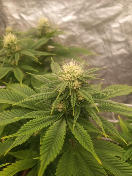 Advanced Seed (gelato#33, Zkittlez, FFC). Week 12
