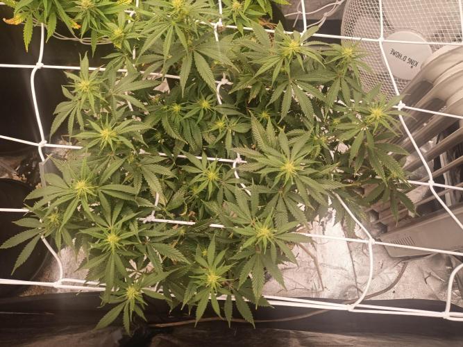 Advanced Seed (gelato#33, Zkittlez, FFC). Week 12