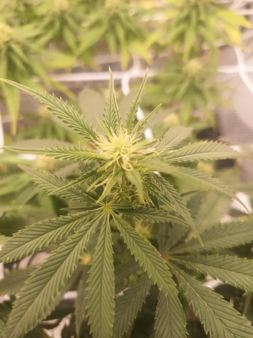 Advanced Seed (gelato#33, Zkittlez, FFC). Week 12
