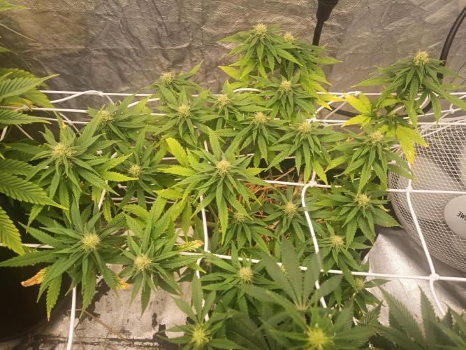 Advanced Seed (gelato#33, Zkittlez, FFC). Week 12