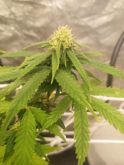 Advanced Seed (gelato#33, Zkittlez, FFC). Week 12