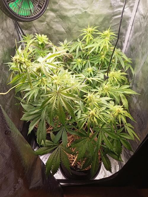 Gorilla Z. Week 5