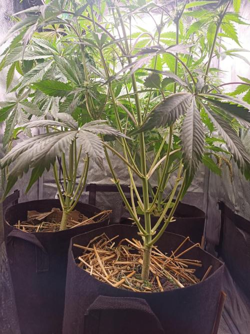 Gorilla Z. Week 5