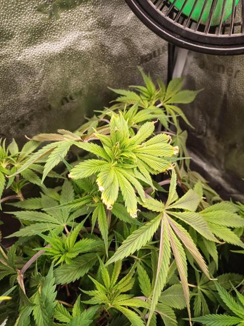 Gorilla Z. Week 5