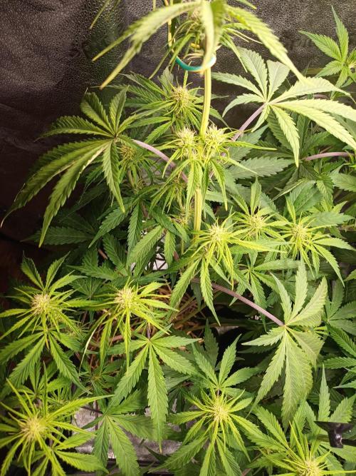 Gorilla Z. Week 5