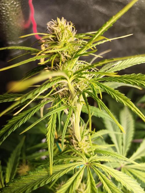 Gorilla Z. Week 5