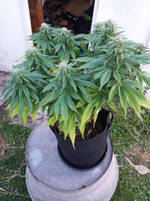 Advanced Seed (gelato#33, Zkittlez, FFC). Week 12