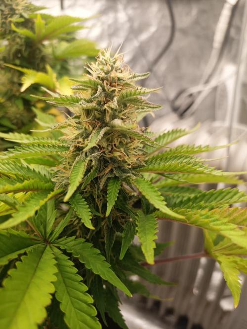 Advanced Seed (gelato#33, Zkittlez, FFC). Week 13