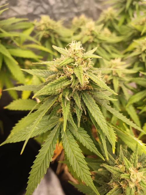 Advanced Seed (gelato#33, Zkittlez, FFC). Week 13