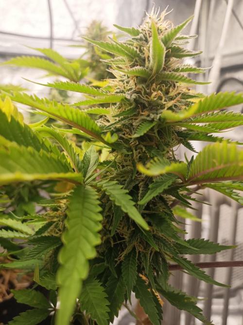 Advanced Seed (gelato#33, Zkittlez, FFC). Week 13