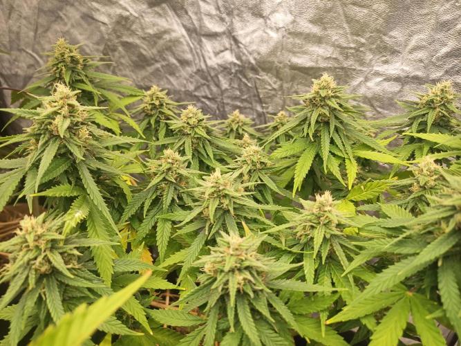 Advanced Seed (gelato#33, Zkittlez, FFC). Week 13