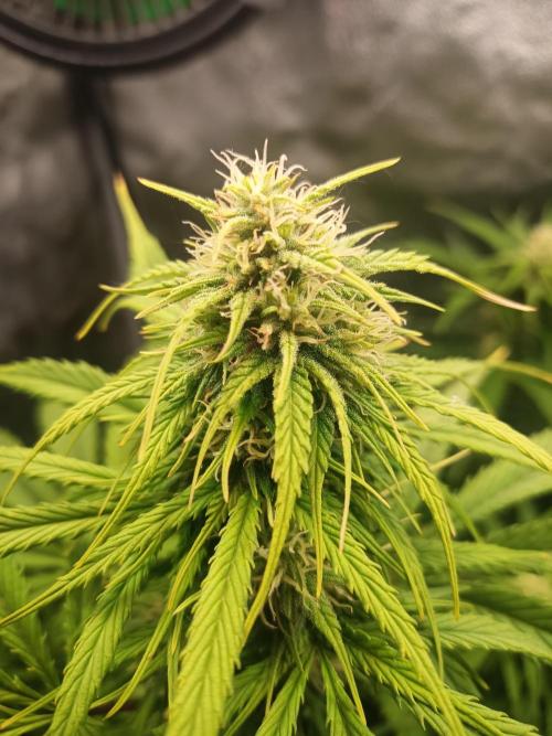 Gorilla Z. Week 6