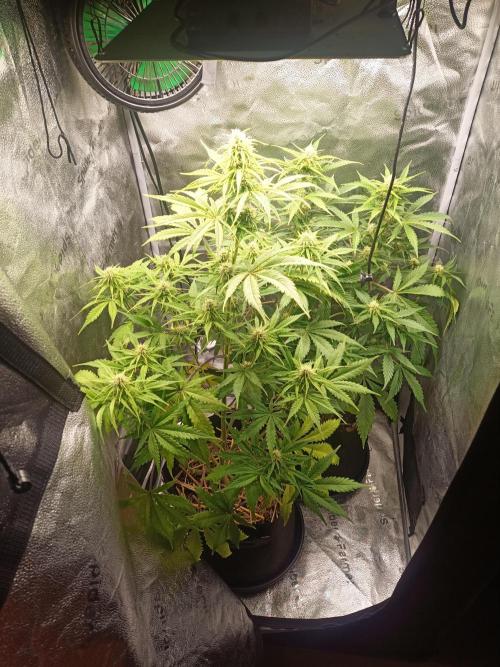 Gorilla Z. Week 6