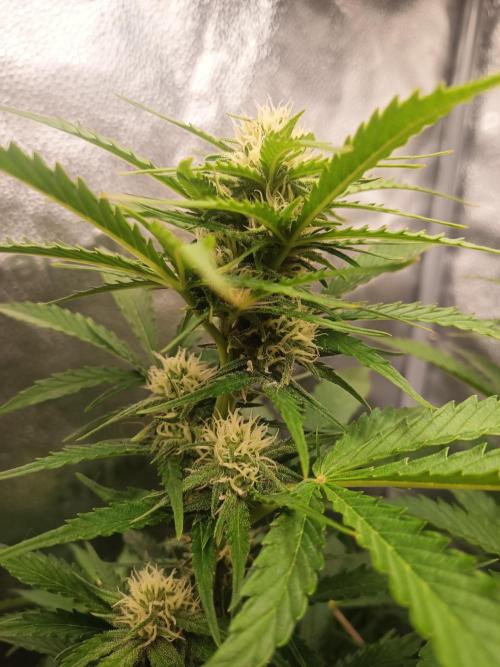 Gorilla Z. Week 6