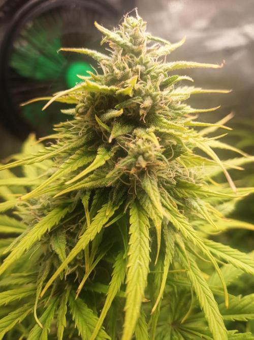 Gorilla Z. Week 7