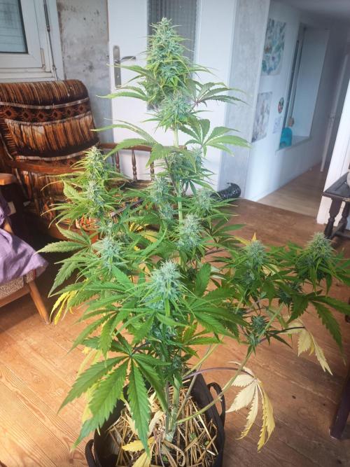 Gorilla Z. Week 7