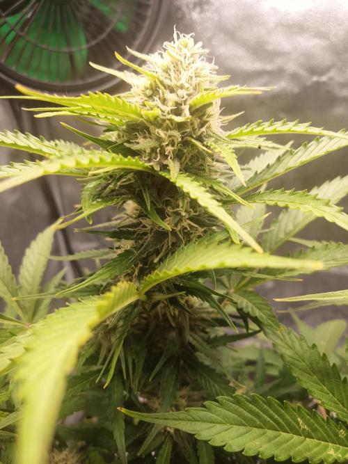 Gorilla Z. Week 7