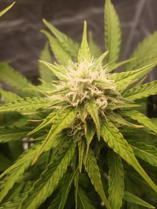 Gorilla Z. Week 7