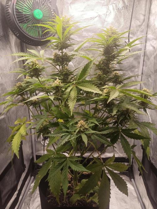 Gorilla Z. Week 7