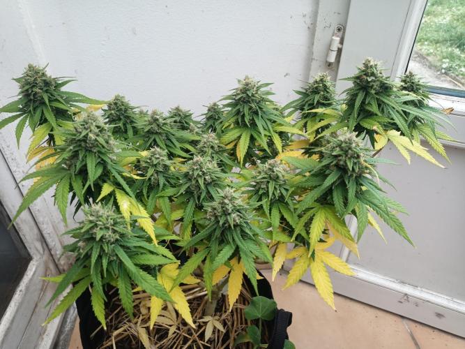 Advanced Seed (gelato#33, Zkittlez, FFC). Week 14