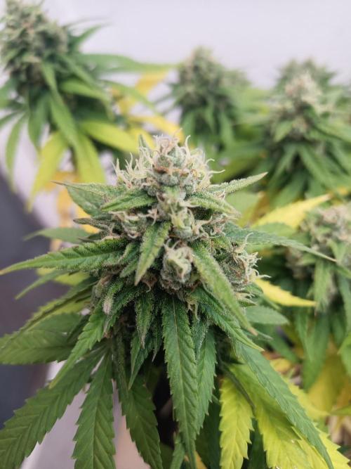 Advanced Seed (gelato#33, Zkittlez, FFC). Week 14