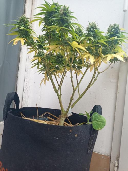 Advanced Seed (gelato#33, Zkittlez, FFC). Week 14