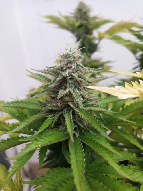 Advanced Seed (gelato#33, Zkittlez, FFC). Week 14