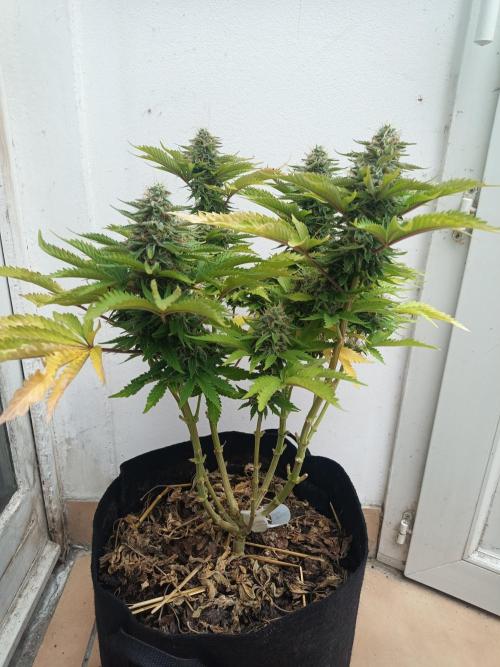 Advanced Seed (gelato#33, Zkittlez, FFC). Week 14