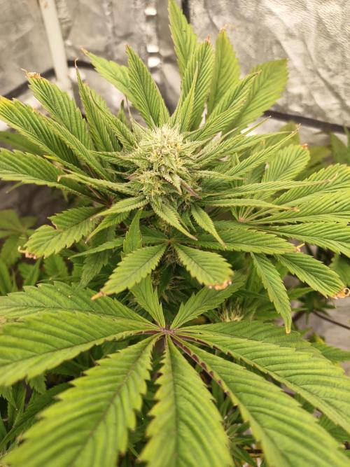 Gorilla Z. Week 7